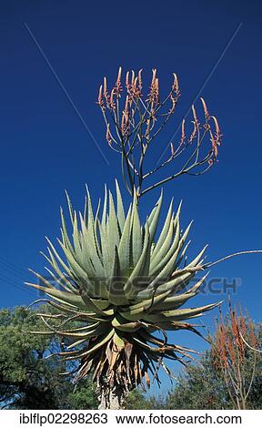 "Aloe (Aloe littoralis), Namibia, Africa" View Large Photo Image Stock Image - "Aloe (Aloe littoralis), Namibia, Africa". Fotosearch