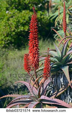 "Aloe (Aloe sp. ), Lambert's Bay, Western Cape, South Africa, Africa" View Large Photo Image Picture - "Aloe (Aloe sp. ), Lambert's Bay, Western Cape, South Africa, Africa". Fotosearch