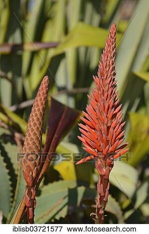 Stock Photo - "Aloe (Aloe sp. ), Lambert's Bay, Western Cape, South Africa, Africa". Fotosearch