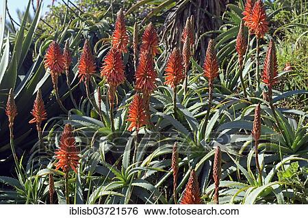 Stock Photograph - "Aloe (Aloe sp. ), Lambert's Bay, Western Cape, South Africa, Africa". Fotosearch