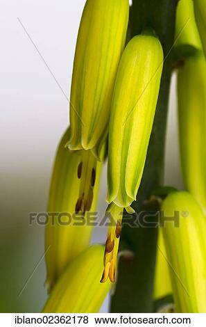 "Aloe Vera (Aloe vera) blossoms, Schwaz, Tyrol, Austria, Europe" View Large Photo Image Stock Photo - "Aloe Vera (Aloe vera) blossoms, Schwaz, Tyrol, Austria, Europe". Fotosearch