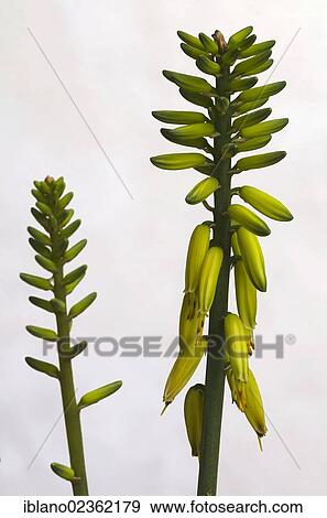 Stock Photo - "Aloe Vera (Aloe vera) blossoms, Schwaz, Tyrol, Austria, Europe". Fotosearch