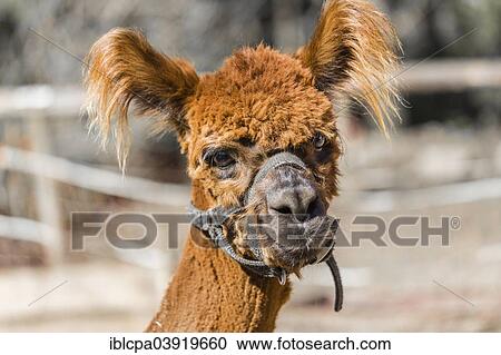 Stock Image - "Alpaca (Vicugna pacos), female, Tyrol, Austria, Europe". Fotosearch