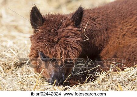 "Alpaca (Vicugna pacos), Hesse, Germany, Europe" View Large Photo Image Picture - "Alpaca (Vicugna pacos), Hesse, Germany, Europe". Fotosearch