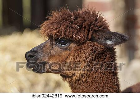 Stock Photo - "Alpaca (Vicugna pacos), Hesse, Germany, Europe". Fotosearch
