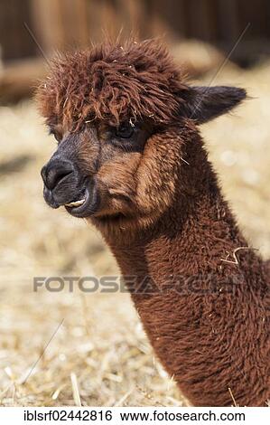 "Alpaca (Vicugna pacos), Hesse, Germany, Europe" View Large Photo Image Stock Photograph - "Alpaca (Vicugna pacos), Hesse, Germany, Europe". Fotosearch