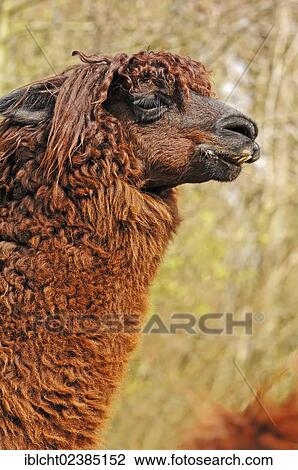 "Alpaca (Vicugna pacos), native to South America, in captivity, the Netherlands, Germany, Europe" View Large Photo Image Stock Image - "Alpaca (Vicugna pacos), native to South America, in captivity, the Netherlands, Germany, Europe". Fotosearch