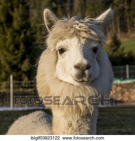 "Alpaca (Vicugna pacos), Vorderstoder, Upper Austria, Austria, Europe" View Large Photo Image Stock Image - "Alpaca (Vicugna pacos), Vorderstoder, Upper Austria, Austria, Europe". Fotosearch