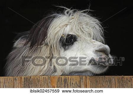 "Alpaca (Vicugna pacos), Wildlife Park near Pforzheim, Baden-Wuerttemberg, Germany, Europe" View Large Photo Image Stock Photo - "Alpaca (Vicugna pacos), Wildlife Park near Pforzheim, Baden-Wuerttemberg, Germany, Europe". Fotosearch