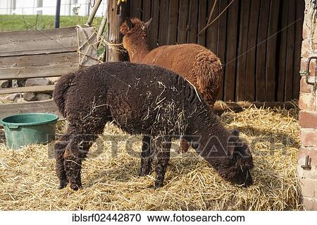 "Alpacas (Vicugna pacos), Hesse, Germany, Europe" View Large Photo Image Stock Image - "Alpacas (Vicugna pacos), Hesse, Germany, Europe". Fotosearch