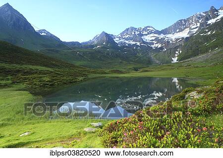 "Alpenrose blooming at Seebersee lake, Moos in Passeier, Passeier Valley, Trentino, Italy, Europe" View Large Photo Image Stock Image - "Alpenrose blooming at Seebersee lake, Moos in Passeier, Passeier Valley, Trentino, Italy, Europe". Fotosearch