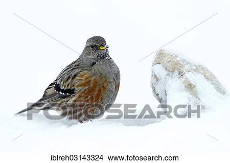 "Alpine Accentor (Prunella collaris) in the snow, Hafelekar, Karwendel Mountains, Tyrol, Austria, Europe" View Large Photo Image Picture - "Alpine Accentor (Prunella collaris) in the snow, Hafelekar, Karwendel Mountains, Tyrol, Austria, Europe". Fotosearch