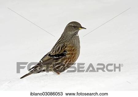 "Alpine Accentor (Prunella collaris) in the snow, Tyrol, Austria, Europe" View Large Photo Image Stock Image - "Alpine Accentor (Prunella collaris) in the snow, Tyrol, Austria, Europe". Fotosearch
