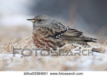 Stock Image - "Alpine Accentor (Prunella collaris) in winter, Innsbruck, Tyrol, Austria, Europe". Fotosearch