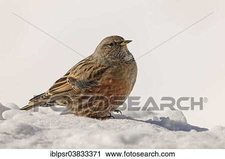 Stock Image - "Alpine Accentor (Prunella collaris) in the snow, Tyrol, Austria, Europe". Fotosearch