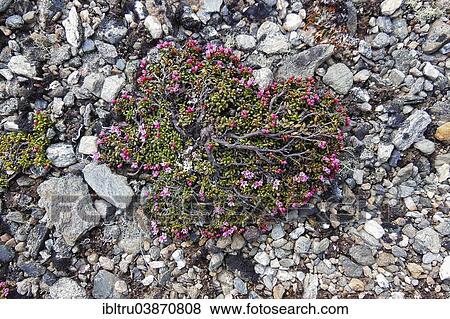 "Alpine Azalea (Loiseleuria procumbens), Dovrefjell–Sunndalsfjella National Park, Norway, Europe" View Large Photo Image Stock Photo - "Alpine Azalea (Loiseleuria procumbens), Dovrefjell–Sunndalsfjella National Park, Norway, Europe". Fotosearch