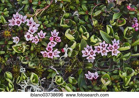 Stock Photograph - "Alpine Azalea (Loiseleuria procumbens), Stubai Alps, Tyrol, Austria, Europe". Fotosearch