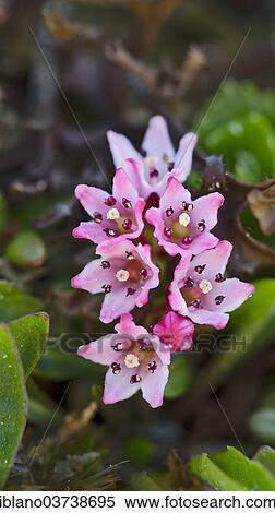 Stock Photography - "Alpine Azalea (Loiseleuria procumbens), Stubai Alps, Tyrol, Austria, Europe". Fotosearch