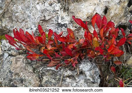 "Alpine Bearberry (Arctostaphylos alpina), in autumn, Sella Pass, Dolomites, South Tyrol province, Trentino-Alto Adige, Italy, Europe" View Large Photo Image Stock Image - "Alpine Bearberry (Arctostaphylos alpina), in autumn, Sella Pass, Dolomites, South Tyrol province, Trentino-Alto Adige, Italy, Europe". Fotosearch