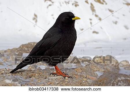 "Alpine Chough or Yellow-billed Chouch (Pyrrhocorax graculus), Zugspitzplatt, Wetterstein mountain range, Werdenfelser Land, Upper Bavaria, Bavaria, Germany, Europe" View Large Photo Image Stock Photo - "Alpine Chough or Yellow-billed Chouch (Pyrrhocorax graculus), Zugspitzplatt, Wetterstein mountain range, Werdenfelser Land, Upper Bavaria, Bavaria, Germany, Europe". Fotosearch