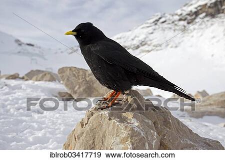 "Alpine Chough or Yellow-billed Chouch (Pyrrhocorax graculus) perched on a rock, Zugspitzplatt, Wetterstein mountain range, Werdenfelser Land, Upper Bavaria, Bavaria, Germany, Europe" View Large Photo Image Stock Photo - "Alpine Chough or Yellow-billed Chouch (Pyrrhocorax graculus) perched on a rock, Zugspitzplatt, Wetterstein mountain range, Werdenfelser Land, Upper Bavaria, Bavaria, Germany, Europe". Fotosearch