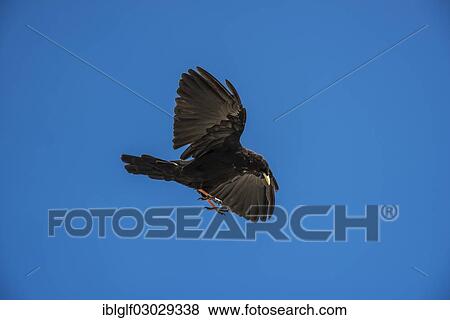 Stock Photo - "Alpine Chough or Yellow-billed Chough (Pyrrhocorax graculus) in flight, Santis, Hundwil, Canton of Appenzell Ausserrhoden, Switzerland, Europe". Fotosearch