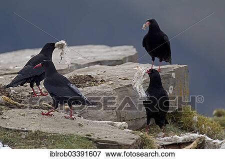 "Alpine Choughs (Chough pyrrhocorax) with sheep's wool as nesting material, Pyrenees, Aragon, Spain, Europe" View Large Photo Image Stock Photo - "Alpine Choughs (Chough pyrrhocorax) with sheep's wool as nesting material, Pyrenees, Aragon, Spain, Europe". Fotosearch