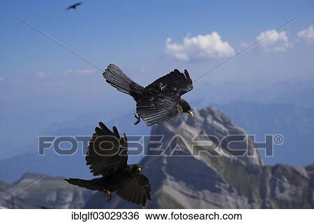 "Alpine Choughs or Yellow-billed Coughs (Pyrrhocorax graculus) in flight, Santis, Hundwil, Canton of Appenzell Ausserrhoden, Switzerland, Europe" View Large Photo Image Stock Photograph - "Alpine Choughs or Yellow-billed Coughs (Pyrrhocorax graculus) in flight, Santis, Hundwil, Canton of Appenzell Ausserrhoden, Switzerland, Europe". Fotosearch
