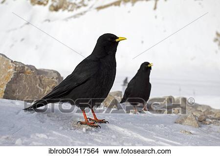 Picture - "Alpine Choughs or Yellow-billed Choughs (Pyrrhocorax graculus), Zugspitzplatt, Wetterstein mountain range, Werdenfelser Land, Upper Bavaria, Bavaria, Germany, Europe". Fotosearch