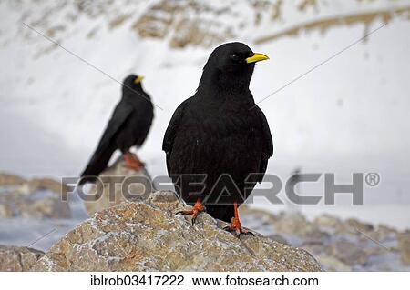 "Alpine Choughs or Yellow-billed Choughs (Pyrrhocorax graculus) perched on rocks, Zugspitzplatt, Wetterstein mountain range, Werdenfelser Land, Upper Bavaria, Bavaria, Germany, Europe" View Large Photo Image Stock Image - "Alpine Choughs or Yellow-billed Choughs (Pyrrhocorax graculus) perched on rocks, Zugspitzplatt, Wetterstein mountain range, Werdenfelser Land, Upper Bavaria, Bavaria, Germany, Europe". Fotosearch