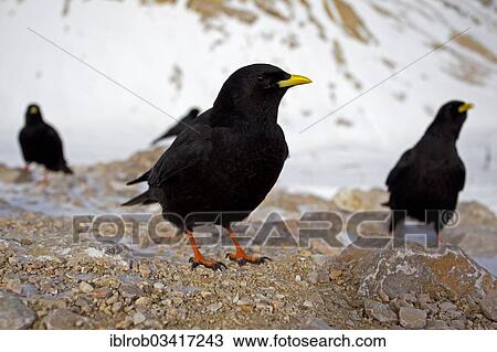 "Alpine Choughs or Yellow-billed Choughs (Pyrrhocorax graculus), Zugspitzplatt, Wetterstein mountain range, Werdenfelser Land, Upper Bavaria, Bavaria, Germany, Europe" View Large Photo Image Stock Image - "Alpine Choughs or Yellow-billed Choughs (Pyrrhocorax graculus), Zugspitzplatt, Wetterstein mountain range, Werdenfelser Land, Upper Bavaria, Bavaria, Germany, Europe". Fotosearch