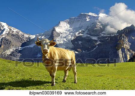 Stock Photo - "Alpine cow in front of mountains, Bernese Alps, Grindelwald, Canton of Bern, Switzerland, Europe". Fotosearch