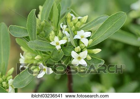 "Alpine-Daphne (Daphne alpina), occurrence in the Pyrenees and the Alps, Bavaria, Germany, Europe" View Large Photo Image Stock Image - "Alpine-Daphne (Daphne alpina), occurrence in the Pyrenees and the Alps, Bavaria, Germany, Europe". Fotosearch
