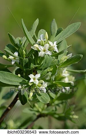 "Alpine-Daphne (Daphne alpina), occurrence in the Pyrenees and the Alps, Bavaria, Germany, Europe" View Large Photo Image Stock Image - "Alpine-Daphne (Daphne alpina), occurrence in the Pyrenees and the Alps, Bavaria, Germany, Europe". Fotosearch