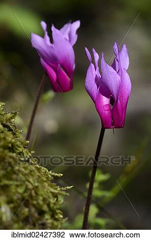 "Alpine, European or Purple cyclamen (Cyclamen purpurascens), in a forest near Forci, Corsica, France, Europe" View Large Photo Image Stock Image - "Alpine, European or Purple cyclamen (Cyclamen purpurascens), in a forest near Forci, Corsica, France, Europe". Fotosearch
