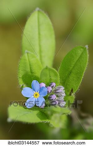 "Alpine Forget-me-not (Myosotis alpestris), Bavaria, Germany, Europe" View Large Photo Image Stock Photo - "Alpine Forget-me-not (Myosotis alpestris), Bavaria, Germany, Europe". Fotosearch