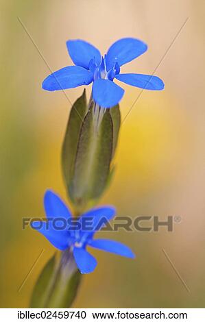 "Alpine gentian (Gentiana nivalis), Tyrol, Austria, Europe" View Large Photo Image Stock Image - "Alpine gentian (Gentiana nivalis), Tyrol, Austria, Europe". Fotosearch