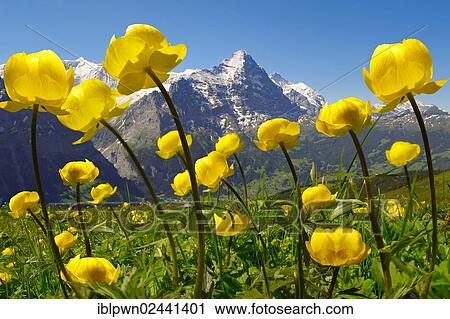 "Alpine Globeflower (Trollius europaeus), meadow at 6000ft, 2500Mts, with the Eiger behind, First, Grindelwald, Bernese Alps, Switzerland, Europe" View Large Photo Image Stock Image - "Alpine Globeflower (Trollius europaeus), meadow at 6000ft, 2500Mts, with the Eiger behind, First, Grindelwald, Bernese Alps, Switzerland, Europe". Fotosearch