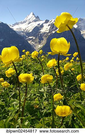 "Alpine globeflowers (Trollius europaeus) meadow at 6000ft, 2500 mts, with the Eiger behind, First, Grindelwald, Bernese alps, Switzerland, Europe" View Large Photo Image Stock Photo - "Alpine globeflowers (Trollius europaeus) meadow at 6000ft, 2500 mts, with the Eiger behind, First, Grindelwald, Bernese alps, Switzerland, Europe". Fotosearch