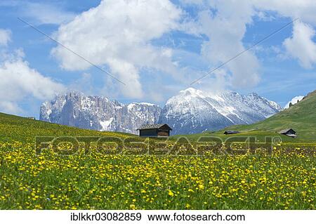 "Alpine huts in front of Piatto Mountain and Sasso Lungo Mountains, Seiser Alm, Dolomiten, South Tyrol province, Trentino-Alto Adige, Italy, Europe" View Large Photo Image Stock Photo - "Alpine huts in front of Piatto Mountain and Sasso Lungo Mountains, Seiser Alm, Dolomiten, South Tyrol province, Trentino-Alto Adige, Italy, Europe". Fotosearch