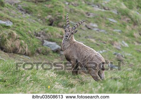 "Alpine Ibex (Capra ibex), buck, High Tauern National Park, Austria, Europe" View Large Photo Image Stock Image - "Alpine Ibex (Capra ibex), buck, High Tauern National Park, Austria, Europe". Fotosearch