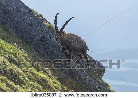 "Alpine Ibex (Capra ibex), buck, High Tauern National Park, Austria, Europe" View Large Photo Image Stock Image - "Alpine Ibex (Capra ibex), buck, High Tauern National Park, Austria, Europe". Fotosearch