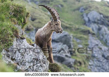 "Alpine Ibex (Capra ibex), buck, High Tauern National Park, Austria, Europe" View Large Photo Image Stock Photo - "Alpine Ibex (Capra ibex), buck, High Tauern National Park, Austria, Europe". Fotosearch