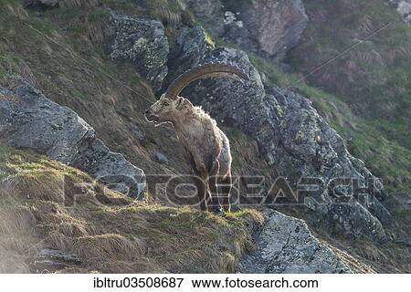 "Alpine Ibex (Capra ibex), buck, High Tauern National Park, Austria, Europe" View Large Photo Image Stock Photo - "Alpine Ibex (Capra ibex), buck, High Tauern National Park, Austria, Europe". Fotosearch