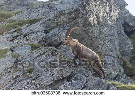 "Alpine Ibex (Capra ibex), buck, High Tauern National Park, Austria, Europe" View Large Photo Image Stock Photograph - "Alpine Ibex (Capra ibex), buck, High Tauern National Park, Austria, Europe". Fotosearch