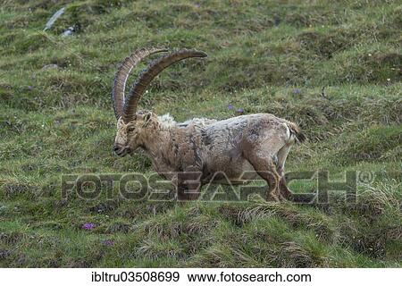 "Alpine Ibex (Capra ibex), buck shedding its fur, High Tauern National Park, Austria, Europe" View Large Photo Image Stock Photo - "Alpine Ibex (Capra ibex), buck shedding its fur, High Tauern National Park, Austria, Europe". Fotosearch