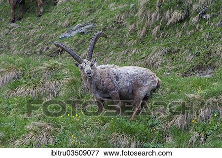 "Alpine Ibex (Capra ibex), buck shedding its fur, High Tauern National Park, Austria, Europe" View Large Photo Image Stock Photo - "Alpine Ibex (Capra ibex), buck shedding its fur, High Tauern National Park, Austria, Europe". Fotosearch