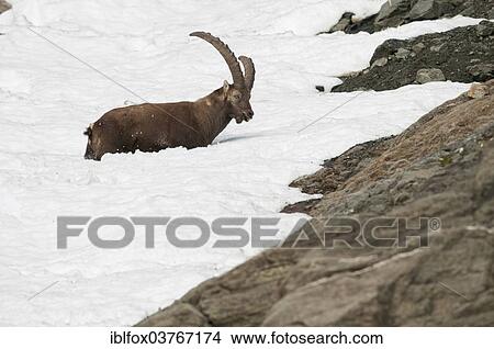 "Alpine Ibex (Capra ibex) crossing a snowfield, Tyrol, Austria, Europe" View Large Photo Image Picture - "Alpine Ibex (Capra ibex) crossing a snowfield, Tyrol, Austria, Europe". Fotosearch