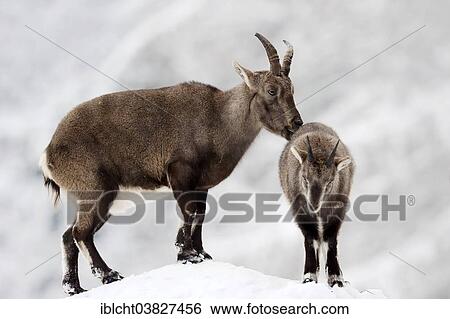 Stock Photograph - "Alpine Ibex (Capra ibex), female and young in winter, Germany, Europe". Fotosearch