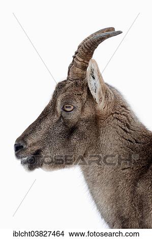 "Alpine Ibex (Capra ibex), female in winter, Germany, Europe" View Large Photo Image Picture - "Alpine Ibex (Capra ibex), female in winter, Germany, Europe". Fotosearch